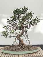 Ficus Retusa